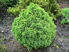 Ель канадская Picea glauca "Alberta Globe" : С3, h=20-30 | купить