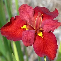 Ирис луизианский Iris Louisiana "Ann Chowning" : С2/3 | купить