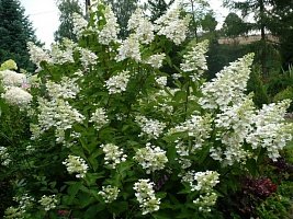Гортензия метельчатая Hydrangea paniculata "White Lady" : Р9, h=10-20