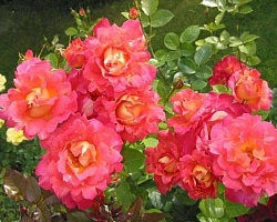 Роза плетистая Decor Arlequin "Декор Арлекин" : С5 | купить