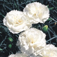 Гвоздика садовая Dianthus plumarius "Super Trоuper Malin" : P9 | купить