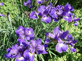 Ирис сибирский Iris sibirica 'Concord Crush' : С2/3