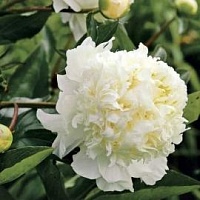 Пион молочноцветковый Paeonia  lactiflora "Charles White" : С5 | купить