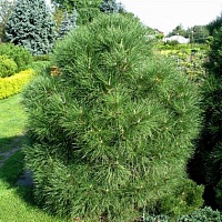Сосна горная Pinus mugo "Varella" : C7,5, h=20-30 | купить
