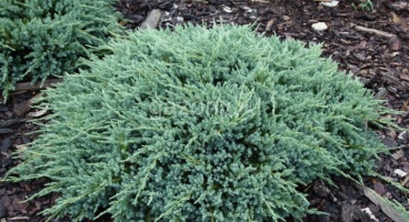 Можжевельник чешуйчатый Juniperus squamata "Blue Carpet" : C7,5, h=30-40 | купить