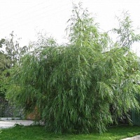 Ива Шверина Salix schwerinii : P9, h=30-50
