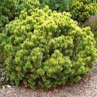 Сосна горная Pinus mugo 'Ophir': С7,5, h=20-30