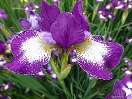 Ирис сибирский Iris sibirica "Currier" : С2/3 | купить