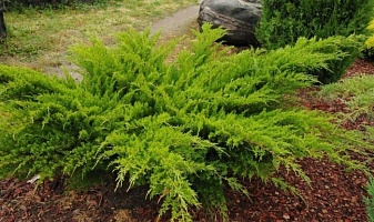 Можжевельник средний Juniperus x media "Mint Julep" : C2, h=30-35 | купить