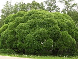Ива ломкая Булата Salix Fragilis : P9, h=30-50