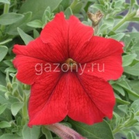 Петуния многоцветковая (Petunia multiflora) "Prism F1" (red) (ячейка 6) | купить