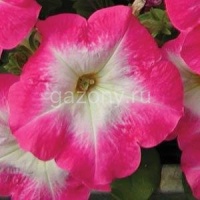 Петуния многоцветковая (Petunia multiflora) "Mirage F1" (rose morn) (ячейка 84) | купить