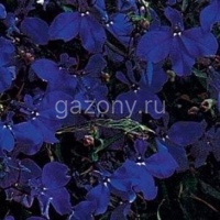 Лобелия ежевидная ампельная (Lobelia erinus) "Regatta" (midnight blue) P9 | купить