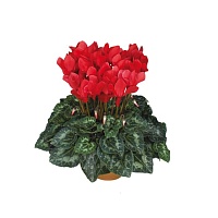 Цикламен персидский Cyclamen persicum Latinia "Succes Rouge VIF" : С0,5 | купить