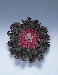 Капуста декоративная (Brassica oleracea) Coral Queen F1 (ячейка 6) | купить