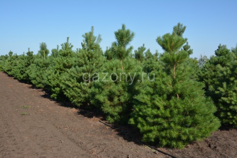 Сосна обыкновенная, Pinus sylvestris (2)