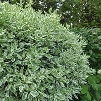 Дерен белый Cornus alba "Elegantissima" (Ком+сетка), h=100-120 | купить
