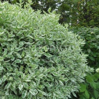 Дерен белый Cornus alba "Elegantissima" (Ком+сетка), h=100-120 | купить