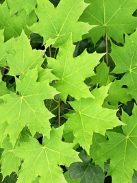 Клён остролистный Acer platanoides : Br, h=4-4.5 | купить
