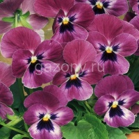Виола рогатая (Viola cornuta) "Sorbet XP F1" (raspberry) (ячейка 6) | купить
