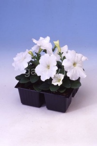 Петуния многоцветковая (Petunia multiflora) "Lambada F1" (white) (ячейка 6) | купить