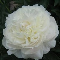 Пион Paeonia Lactiflora "White Sarah Bernhardt" : С5/7.5 | купить