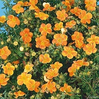 Лапчатка кустарниковая Potentilla fruticosa "Hopleys Orange" : С2/3, h=15-25 | купить