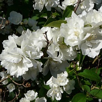 Чубушник Лемуана Philadelphus lemoinei "Bouquet Blanc" : Р9, h=15-25