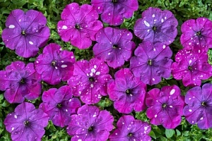 Петуния многоцветковая (Petunia multiflora) "Dot Star F1"(Dark Violet) (ячейка 6) | купить