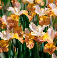 Ирис сибирский Iris sibirica "Jerry Murphy" : С2/3