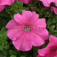 Петуния многоцветковая (Petunia multiflora) "Prism F1" (pink) (ячейка 6) | купить
