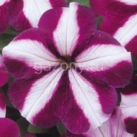 Петуния многоцветковая (Petunia multiflora) "Mirage F1" (burgundy star) (ячейка 84) | купить