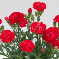 Гвоздика садовая Dianthus plumarius "Super Trоuper Antonio" : P9 | купить