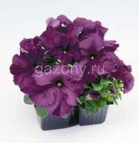 Петуния крупноцветковая (Petunia grandiflora) "Limbo GP F1" (deep purple) (ячейка 84) | купить