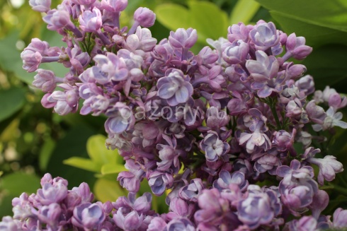 Syringa_vulgaris_'Katherine_Havemeyer'_flowers