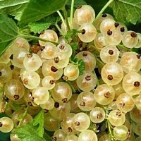 Смородина белая Ribes niveum "Snow Queen" : (Ком+сетка) | купить