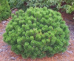 Сосна горная Pinus mugo 'Sherwood Compact': С7,5, h=20-30 | купить