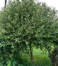 Ива Шверина Salix schwerinii (Ком+сетка), h=150-170