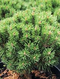 Сосна горная Pinus mugo "Miniglobus" : C7,5, h=30-40