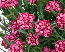 Гвоздика садовая Dianthus plumarius "Strawberry Cream" : P9 | купить