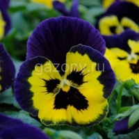 Виола виттрока (Viola wittrockiana) Matrix F1 (yellow purple wing) (ячейка 6) | купить
