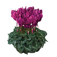 Цикламен персидский Cyclamen persicum Latinia "Succes Violet" : С1 | купить