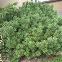 Сосна горная Pinus mugo "Echiniformis" : С7,5, h=20-30 | купить