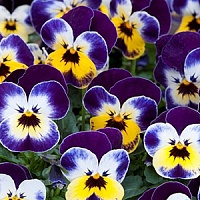 Виола рогатая (Viola cornuta) "EVO Mini Floral F1" (Jolly Face) (ячейка 6) | купить