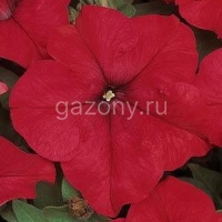 Петуния крупноцветковая (Petunia grandiflora) "DREAMS F1" (Red) (ячейка 84) | купить