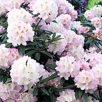 Рододендрон гибридный Rhododendron hybrid "Gomer Waterer" : С2/3, h=30-40 | купить