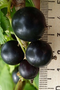 Смородина черная Ribes nigrum "Русалка" : Р9 | купить