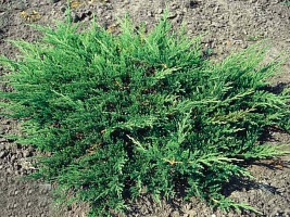 Можжевельник горизонтальный Juniperus horizontalis 'Prince of Wales' : C2, h=30-50