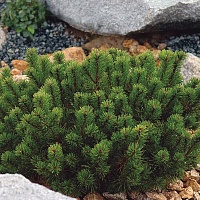 Сосна горная Pinus mugo "Pumilio" : P11, h=10-15 | купить