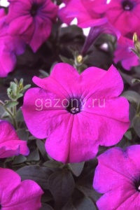 Петуния многоцветковая (Petunia multiflora) "Lambada F1" (deep violet) (ячейка 6) | купить